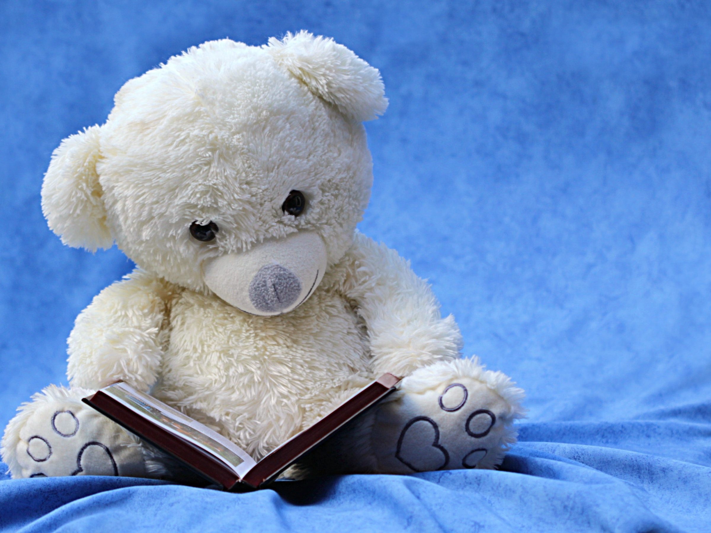 teddy with book