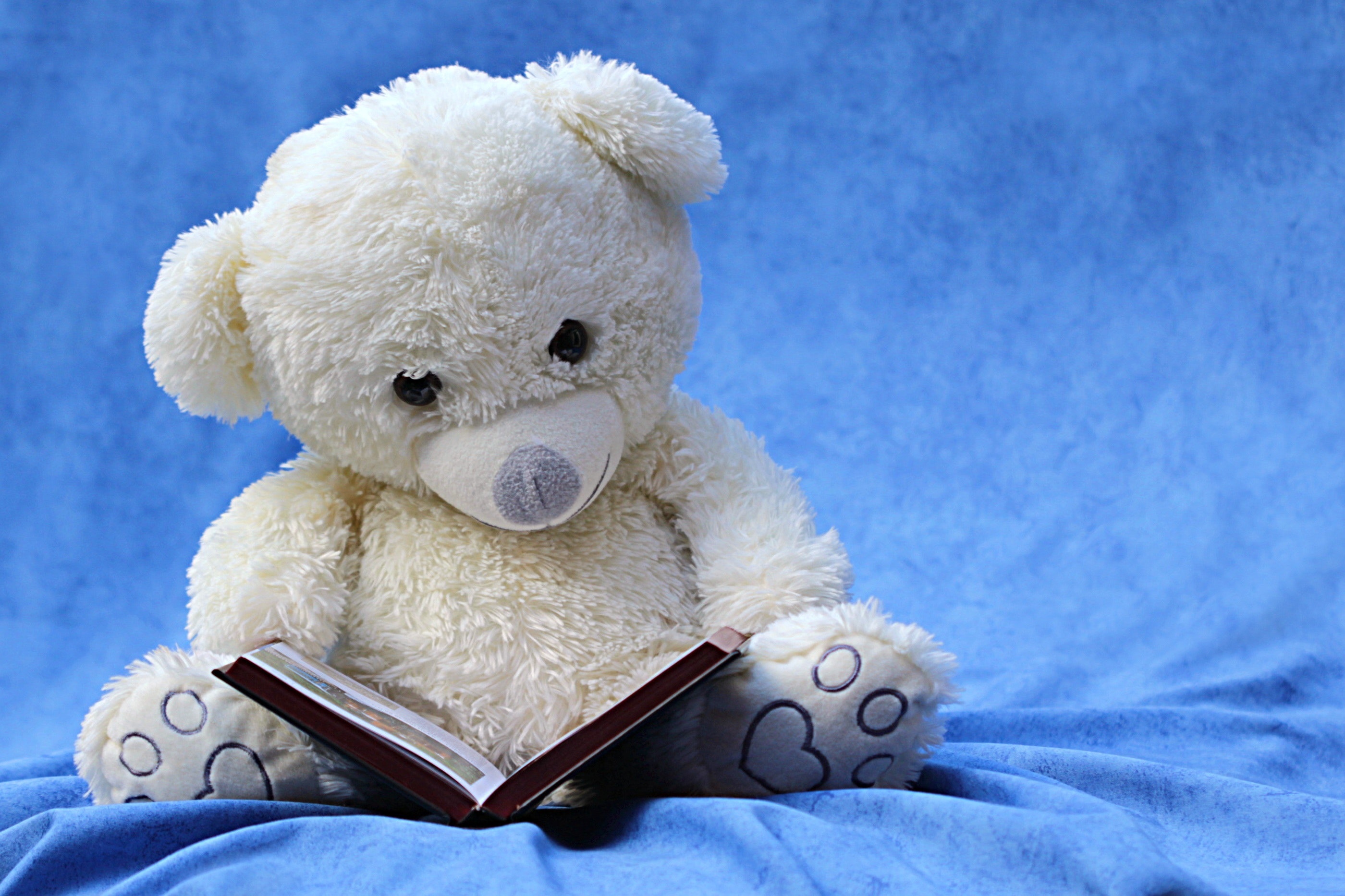 teddy with book