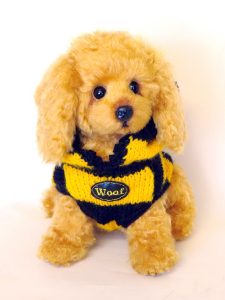 Woof the toy poodle